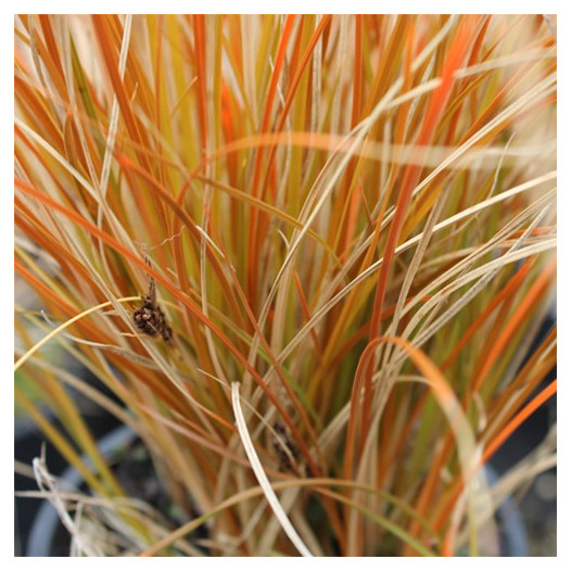 Orange Sedge  - Carex testacea