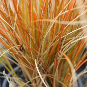 Orange Sedge - Carex testacea