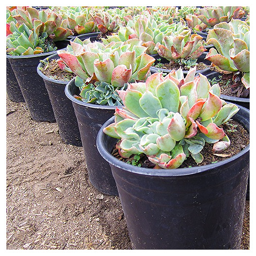 Blue Bedder Echeveria - Echeveria 'Blue Bedder'
