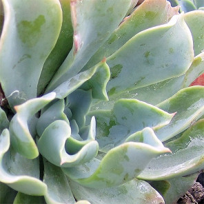 Blue Bedder Echeveria - Echeveria 'Blue Bedder'