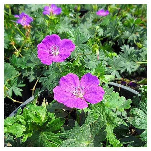 Bloody Cranesbill  - Geranium sanguineum