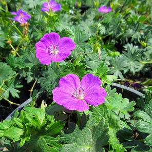 Bloody Cranesbill - Geranium sanguineum