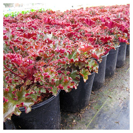 Crimson Curls Coral Bells  - Heuchera 'Crimson Curls