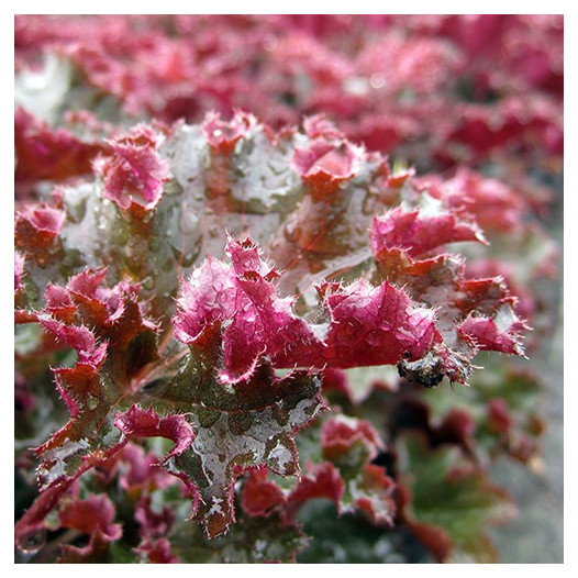 Crimson Curls Coral Bells  - Heuchera 'Crimson Curls