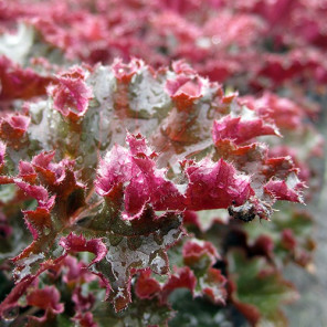 Crimson Curls Coral Bells - Heuchera 'Crimson Curls