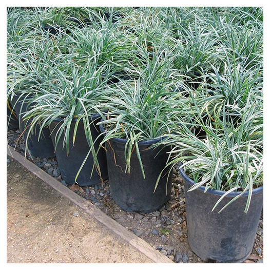 Silver Dragon Lilyturf  - Liriope spicata 'Silver Dragon'