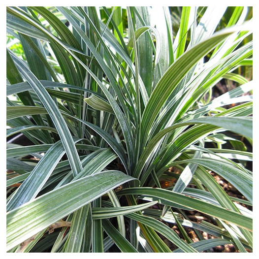 Silver Dragon Lilyturf  - Liriope spicata 'Silver Dragon'