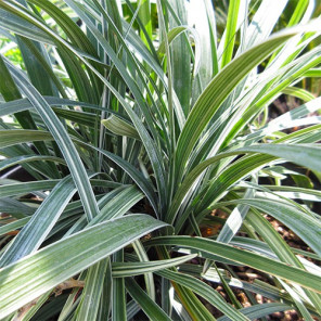 Silver Dragon Lilyturf - Liriope spicata 'Silver Dragon'