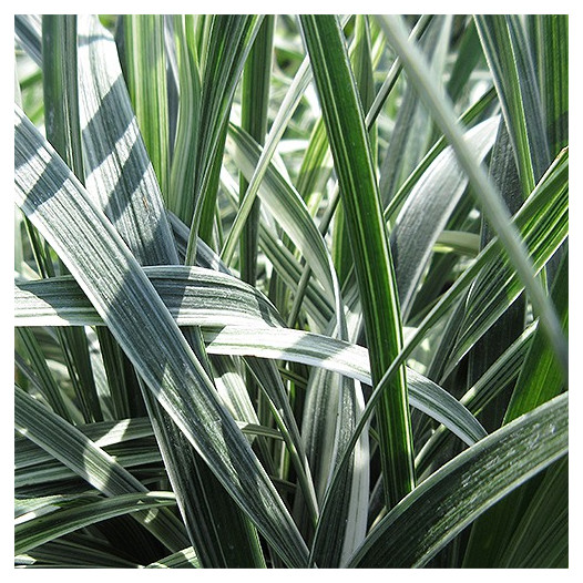 Silver Dragon Lilyturf  - Liriope spicata 'Silver Dragon'