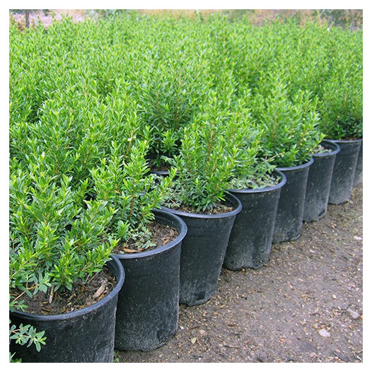 Dwarf Myrtle  - Myrtus communis 'Compacta'