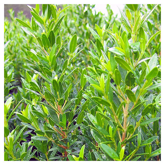 Dwarf Myrtle - Myrtus communis 'Compacta'