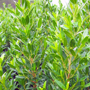 Dwarf Myrtle - Myrtus communis 'Compacta'