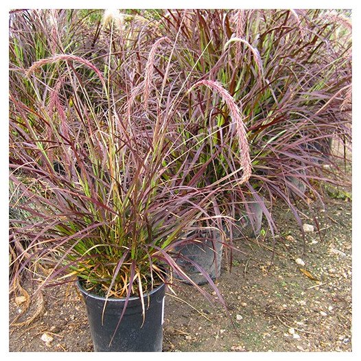 Red Fountain Grass  - Pennisetum setaceum 'Rubrum'