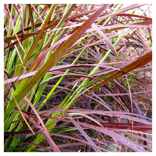 Red Fountain Grass  - Pennisetum setaceum 'Rubrum'