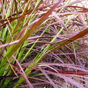 Red Fountain Grass - Pennisetum setaceum 'Rubrum'