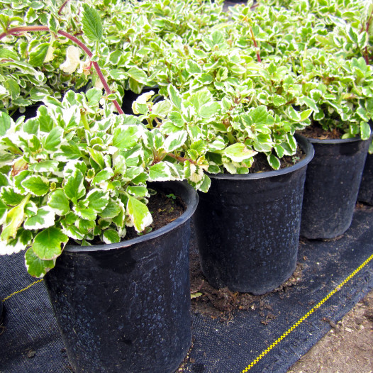 Variegated Mintleaf  - Plectranthus madagascariensis 'Variegatus'