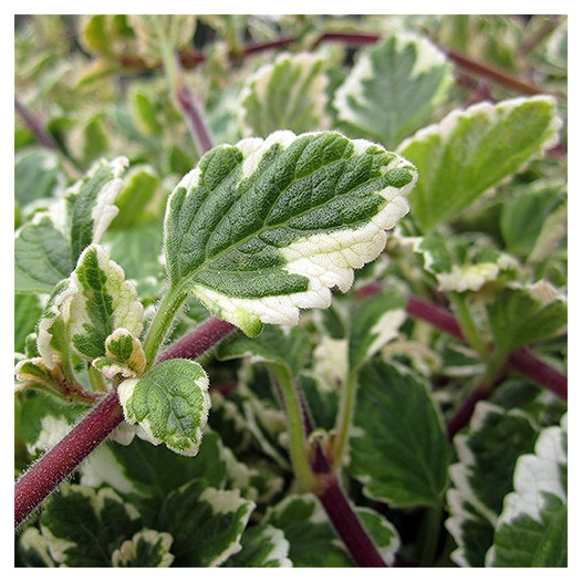 Variegated Mintleaf  - Plectranthus madagascariensis 'Variegatus'