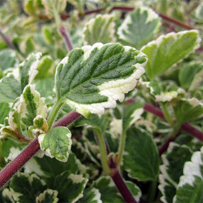 Variegated Mintleaf - Plectranthus madagascariensis 'Variegatus'