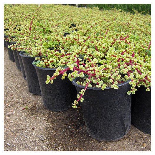 Variegated Elephant Food  - Portulacaria afra 'Variegata'