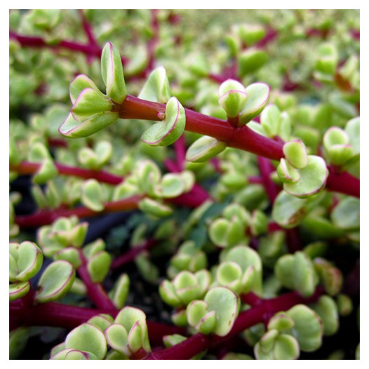 Variegated Elephant Food  - Portulacaria afra 'Variegata'