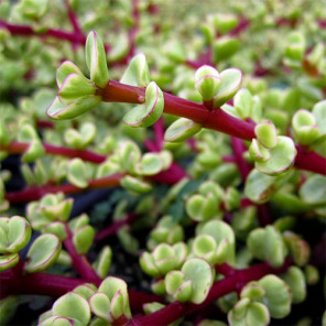 Variegated Elephant Food - Portulacaria afra 'Variegata'