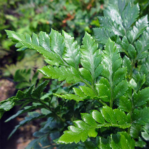 Leatherleaf Fern - Rumohra adiantiformis