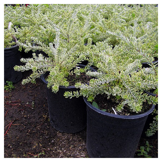 Variegated Coast Rosemary  - Westringia fruticosa 'Morning Light