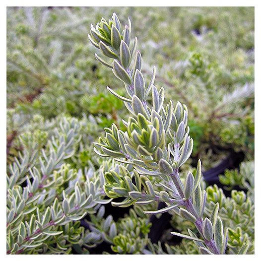 Variegated Coast Rosemary  - Westringia fruticosa 'Morning Light