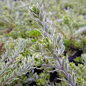 Variegated Coast Rosemary - Westringia fruticosa 'Morning Light