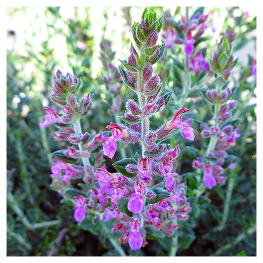 Germander  - Teucrium chamaedrys