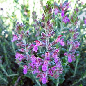 Germander - Teucrium chamaedrys