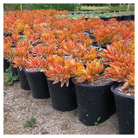 Coppertone Sedum  - Sedum nussbaumerianum 'Coppertone'