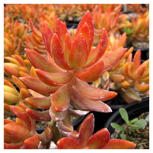 Coppertone Sedum  - Sedum nussbaumerianum 'Coppertone'