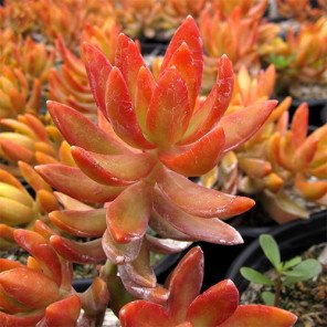 Coppertone Sedum - Sedum nussbaumerianum 'Coppertone'