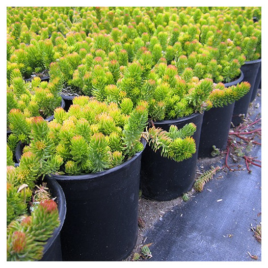 Gold Sedum  - Sedum rupestre 'Angelina'