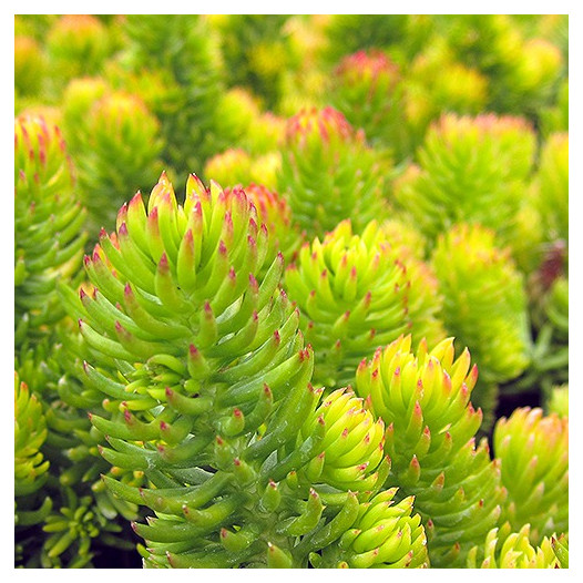 Gold Sedum  - Sedum rupestre 'Angelina'