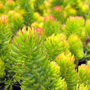 Gold Sedum - Sedum rupestre 'Angelina'