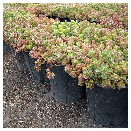 Red Carpet Sedum - Sedum Spurium Red Carpet