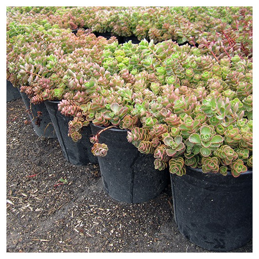 Red Carpet Sedum  - Sedum Spurium Red Carpet