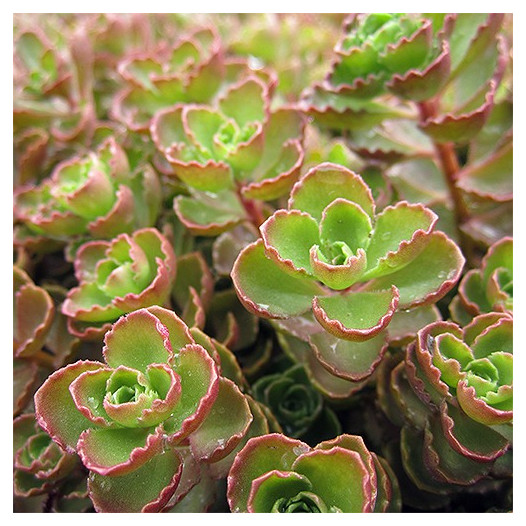 Red Carpet Sedum - Sedum Spurium Red Carpet
