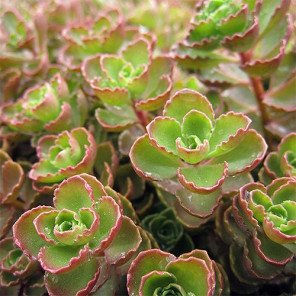 Red Carpet Sedum - Sedum Spurium Red Carpet