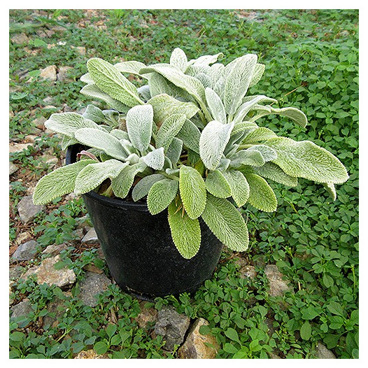 Lamb's Ear  - Stachys byzantina