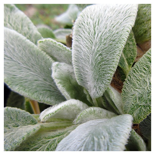 Lamb's Ear - Stachys byzantina