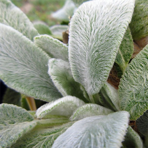 Lamb's Ear - Stachys byzantina