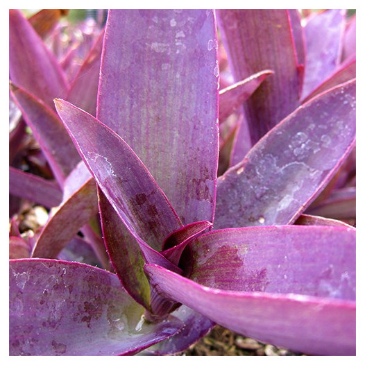 Purple Wandering Jew  - Tradescantia pallida 'Purple Heart'