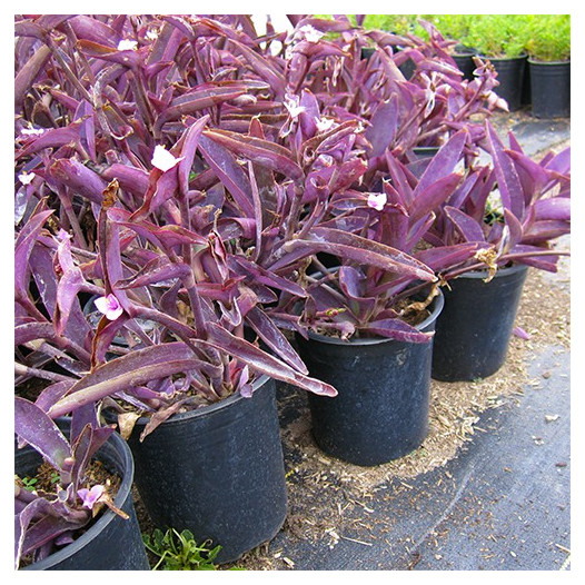 Purple Wandering Jew  - Tradescantia pallida 'Purple Heart'