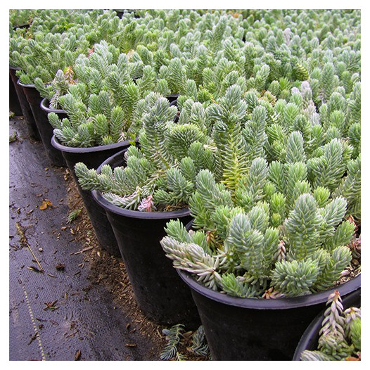 Blue Spruce Stonecrop  - Sedum reflexum 'Blue Spruce'