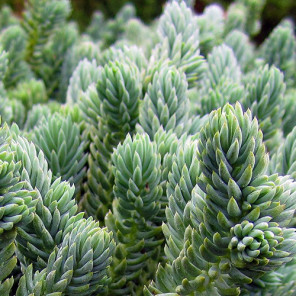 Blue Spruce Stonecrop - Sedum reflexum 'Blue Spruce'