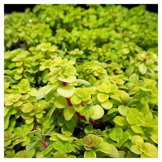 Limelight Japanese Stonecrop - Sedum makinoi 'Limelight'