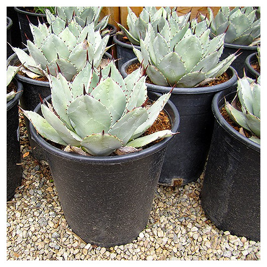 Artichoke Agave  - Agave parryi var. truncata